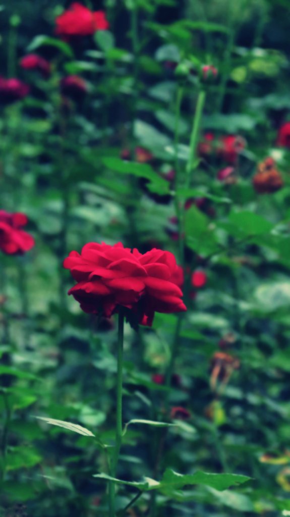 Rose...