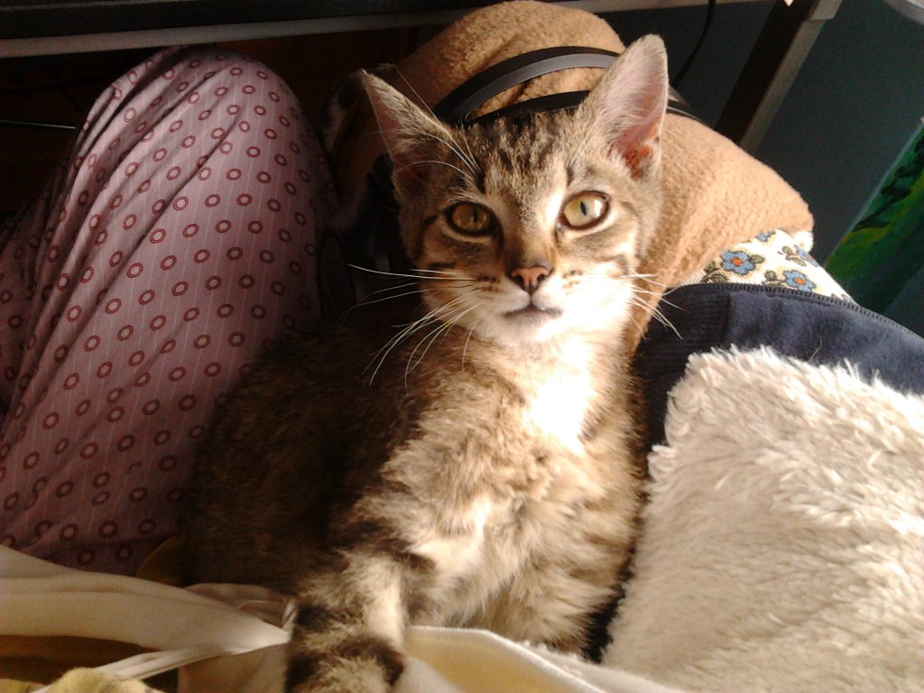 Frytka