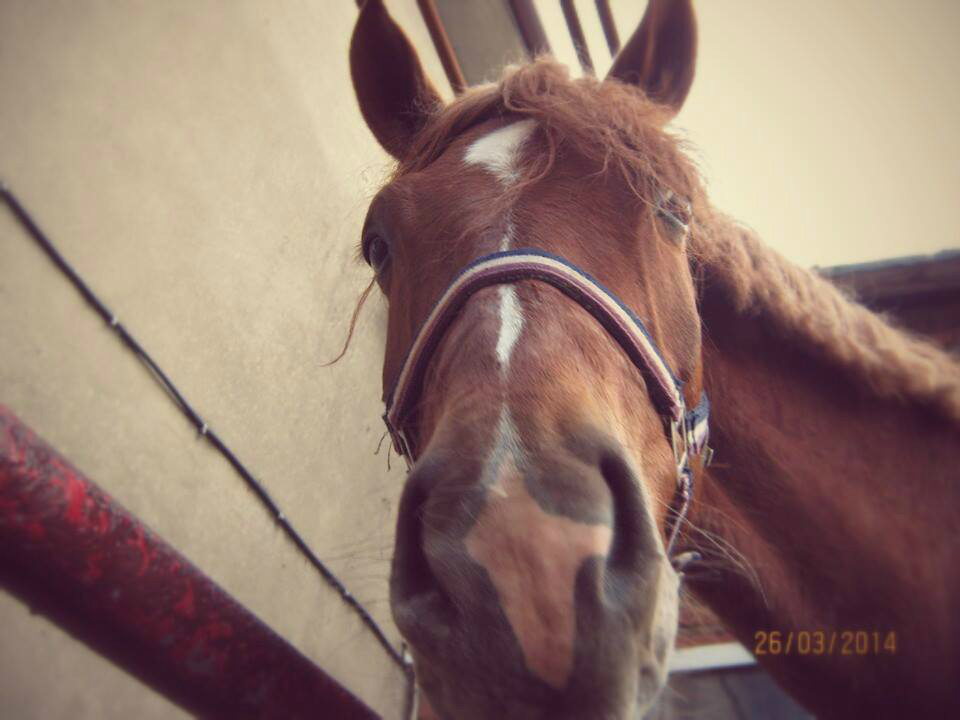 Fin Love You 
