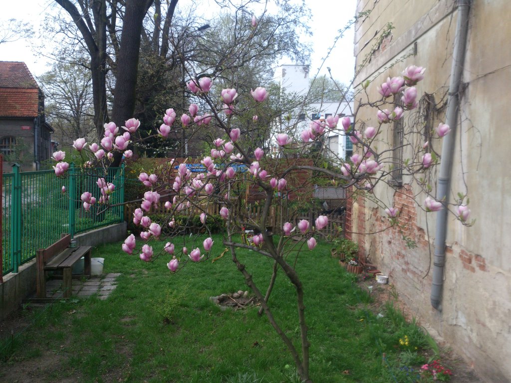 wiosna