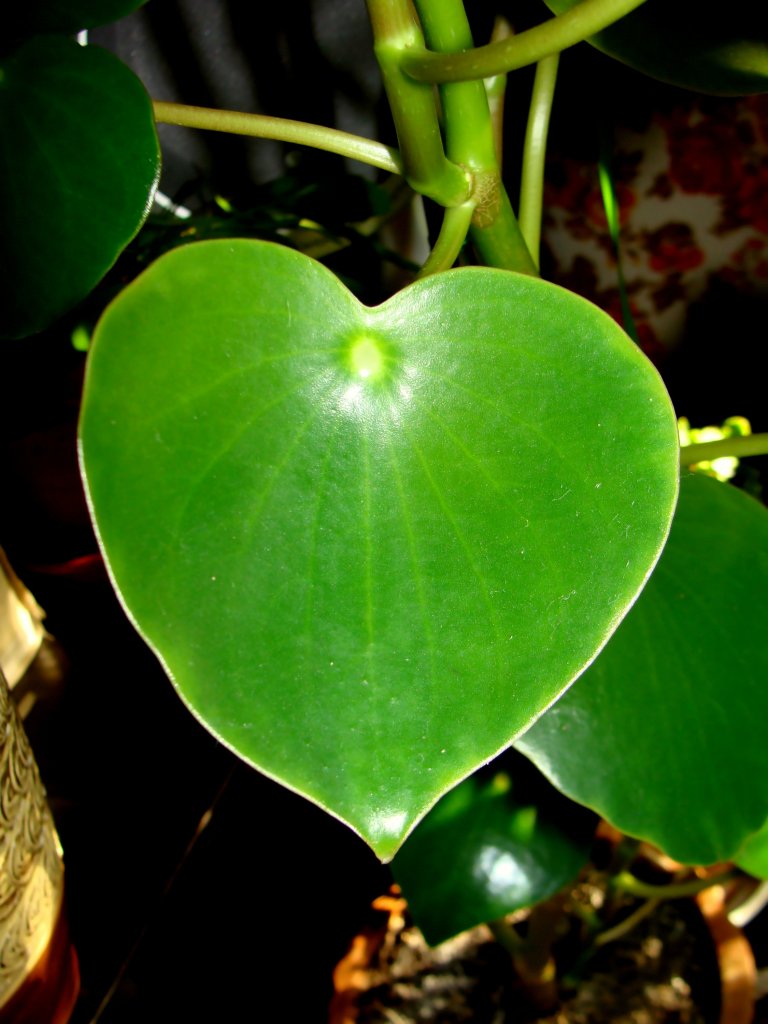 Peperomia