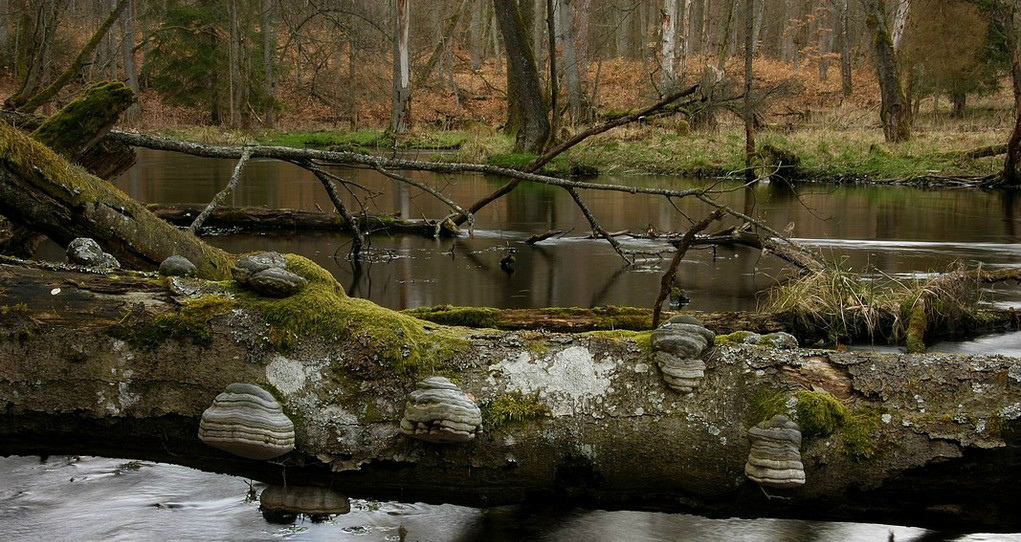 rzeka Brda