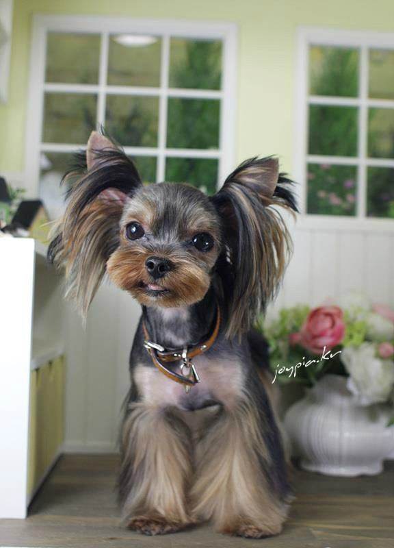 Korean Style Dog Grooming 