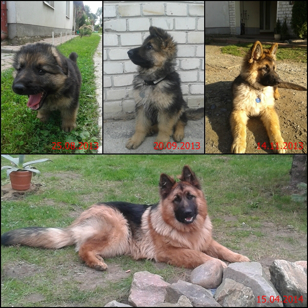 Ares