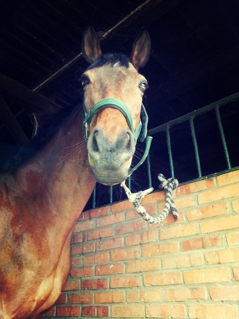 Milu ;*