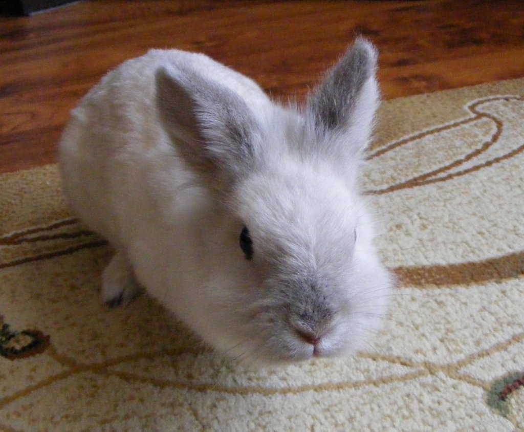 Lileczka