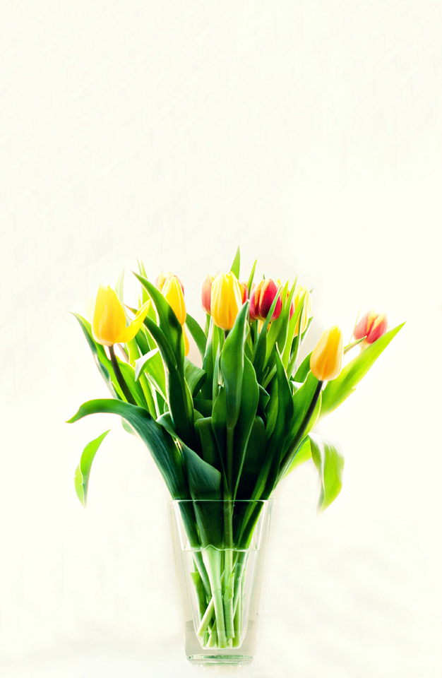 Tulips
