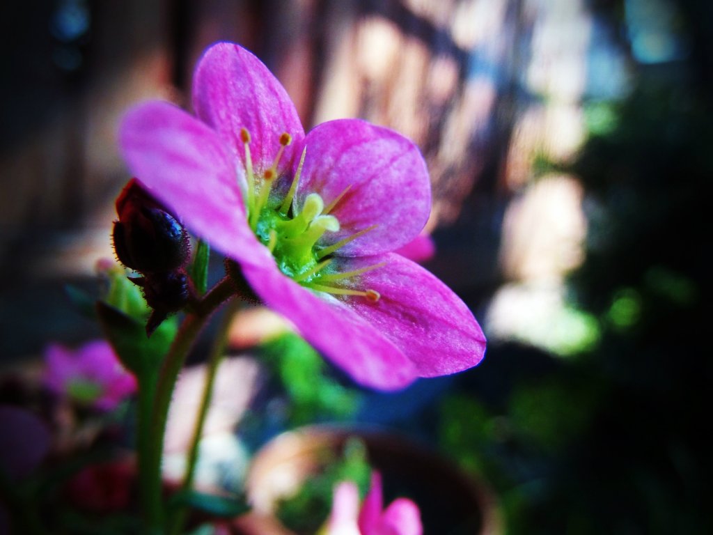 Flower