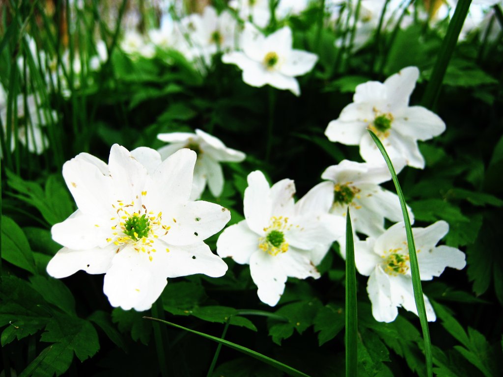 white flowers 