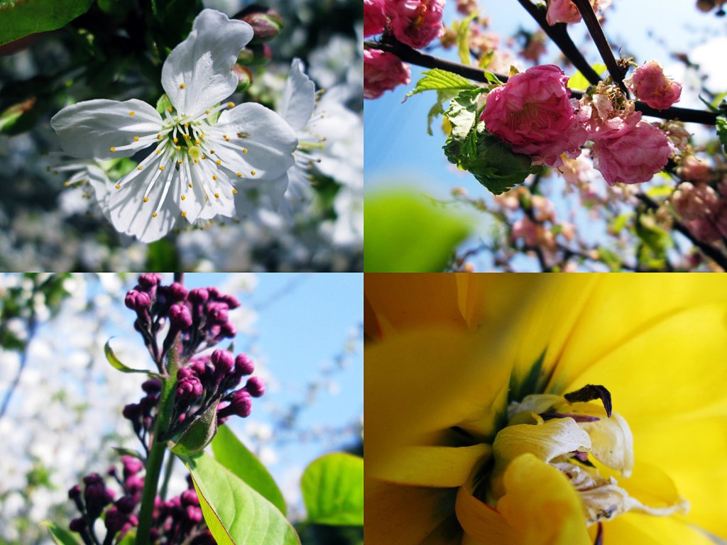 spring.