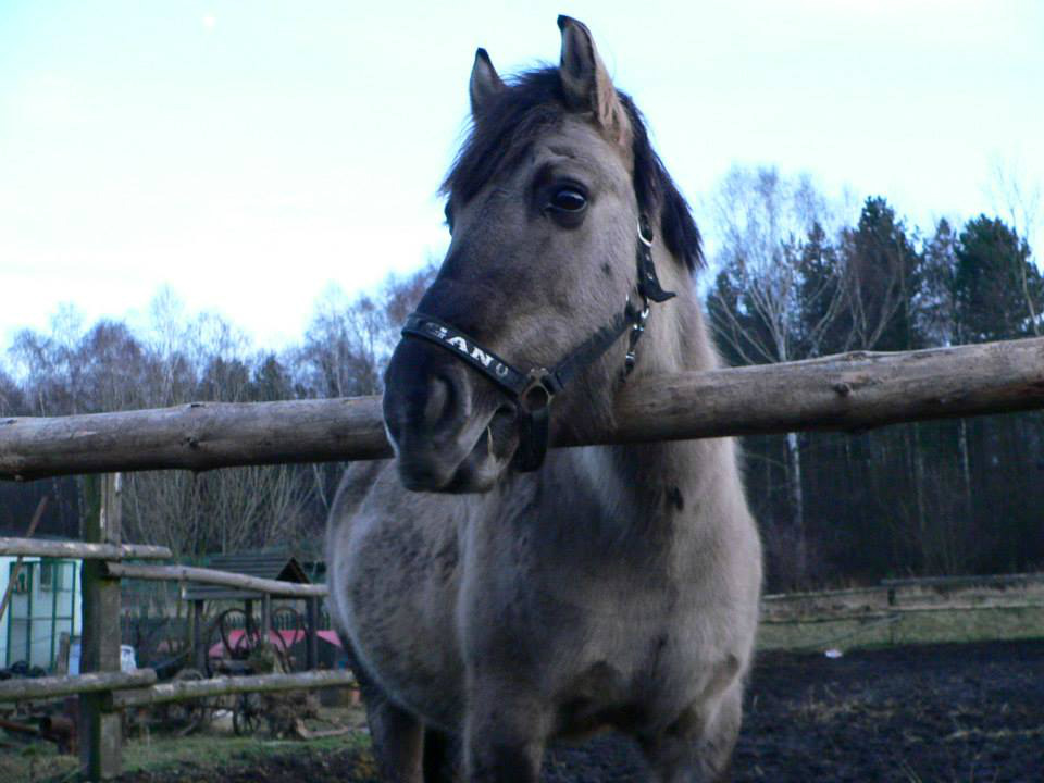 Pinki Dzikuje 