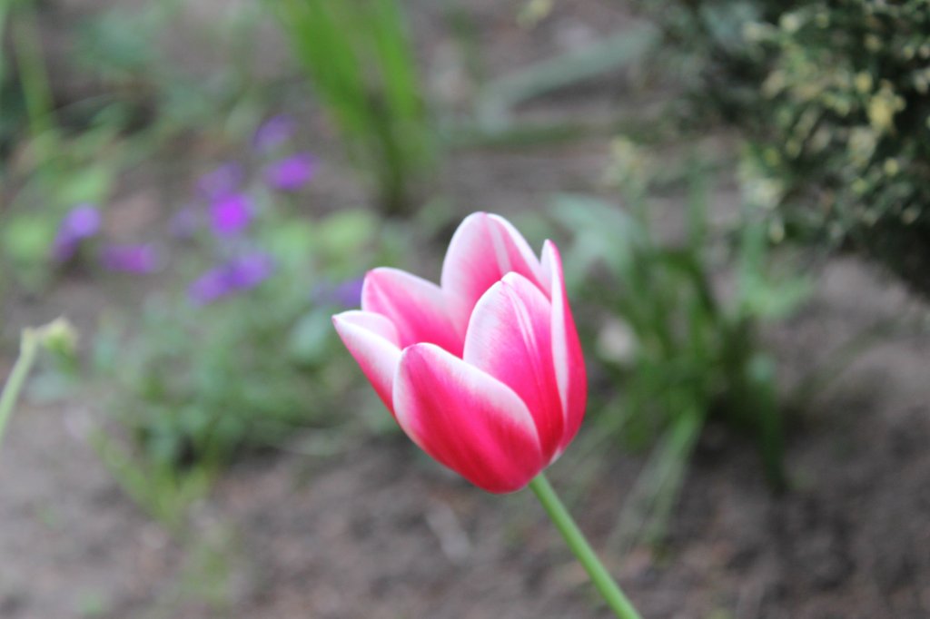 tulipan :)