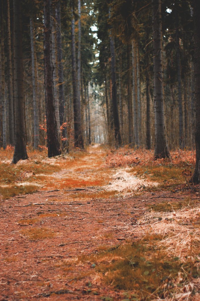 I'm up in the woods