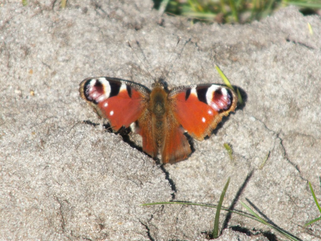 Motyl z nadziej 