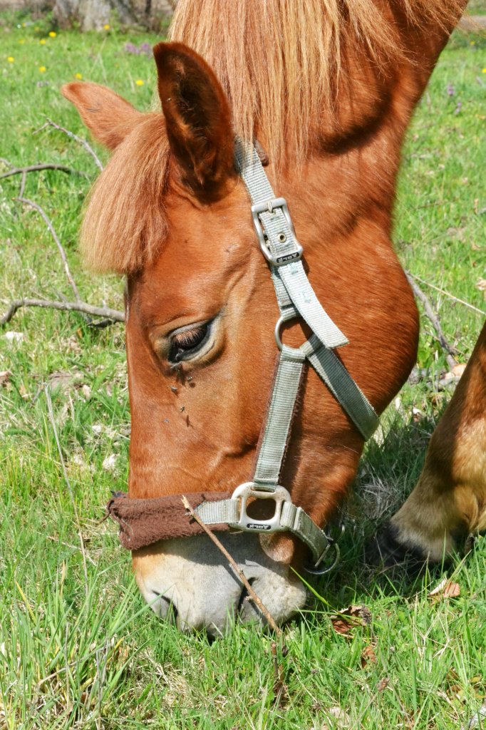 Diorka