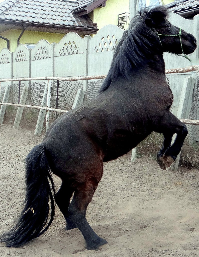 Cyganek :D