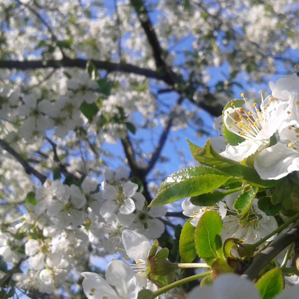 #spring