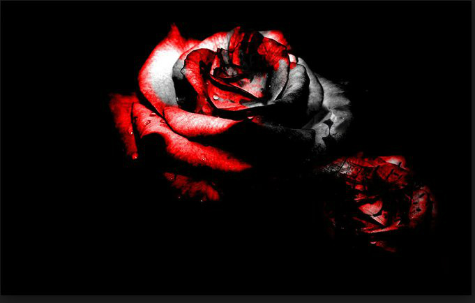 Black Rose Which Blood 