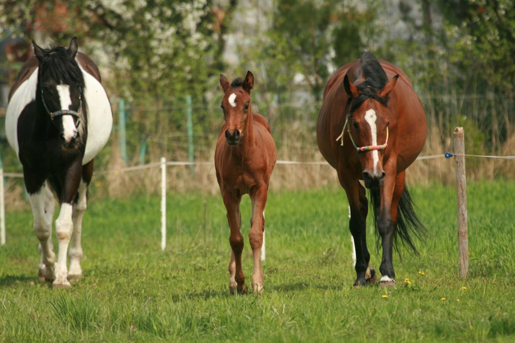 happy family