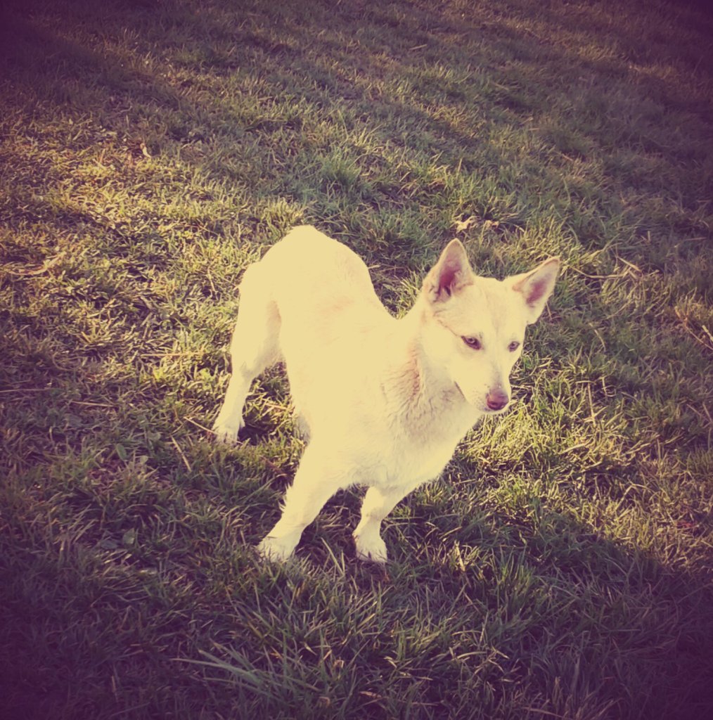 rex