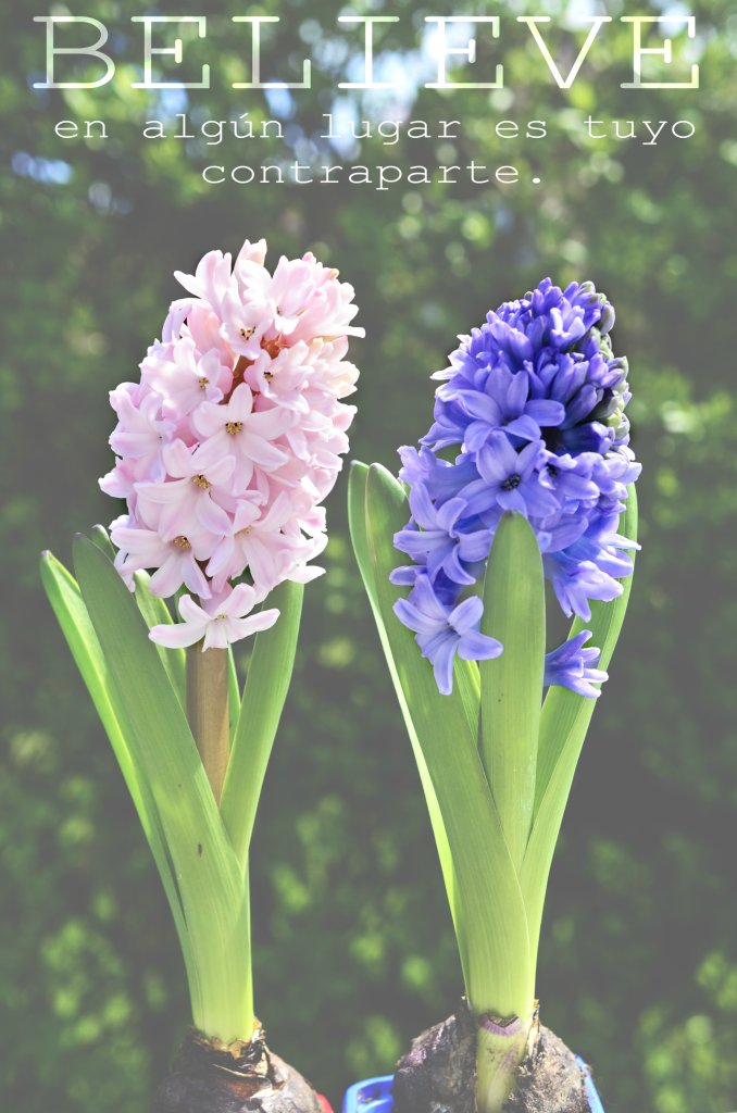 aaa