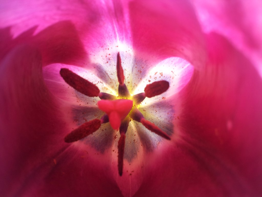 Tulipan...dogbnie ;))