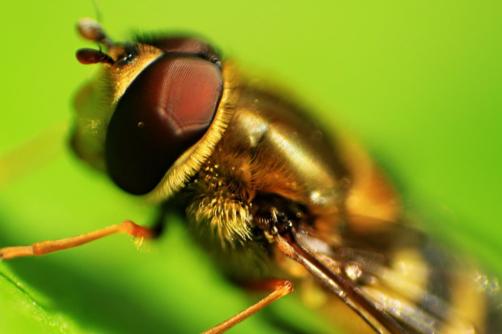 BzzzZZZ ?
