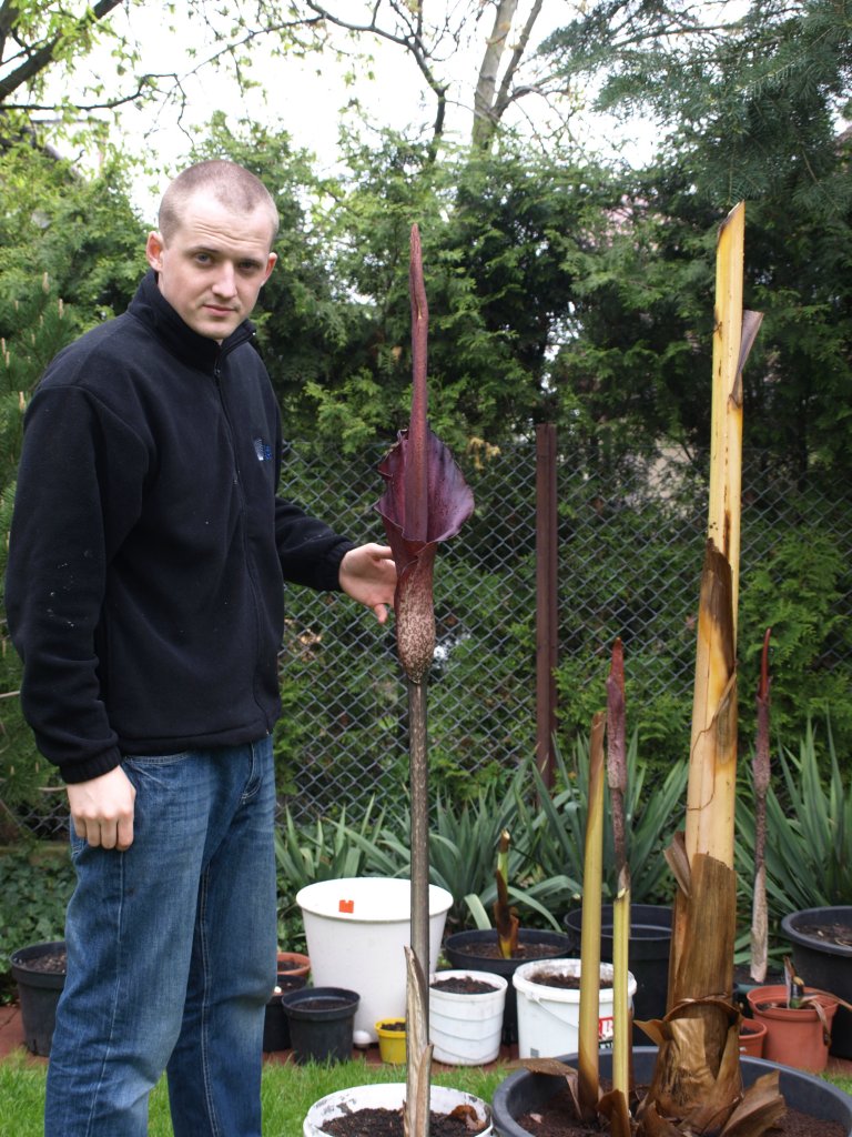 Amorphophallus konjac