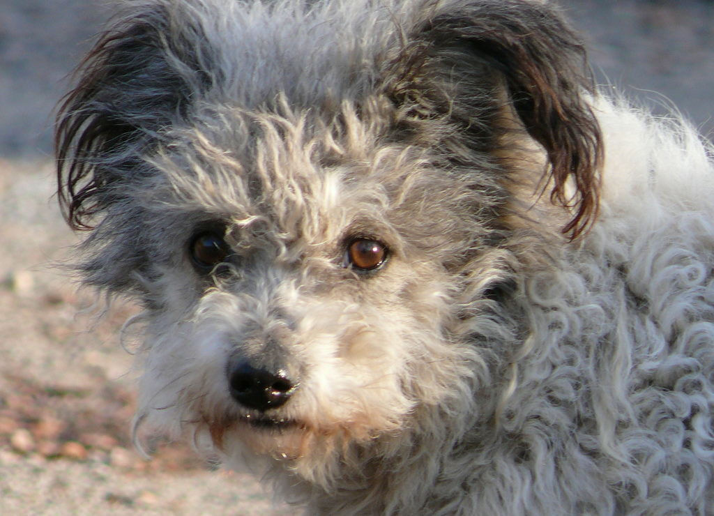 Paww