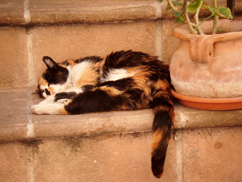 Kot