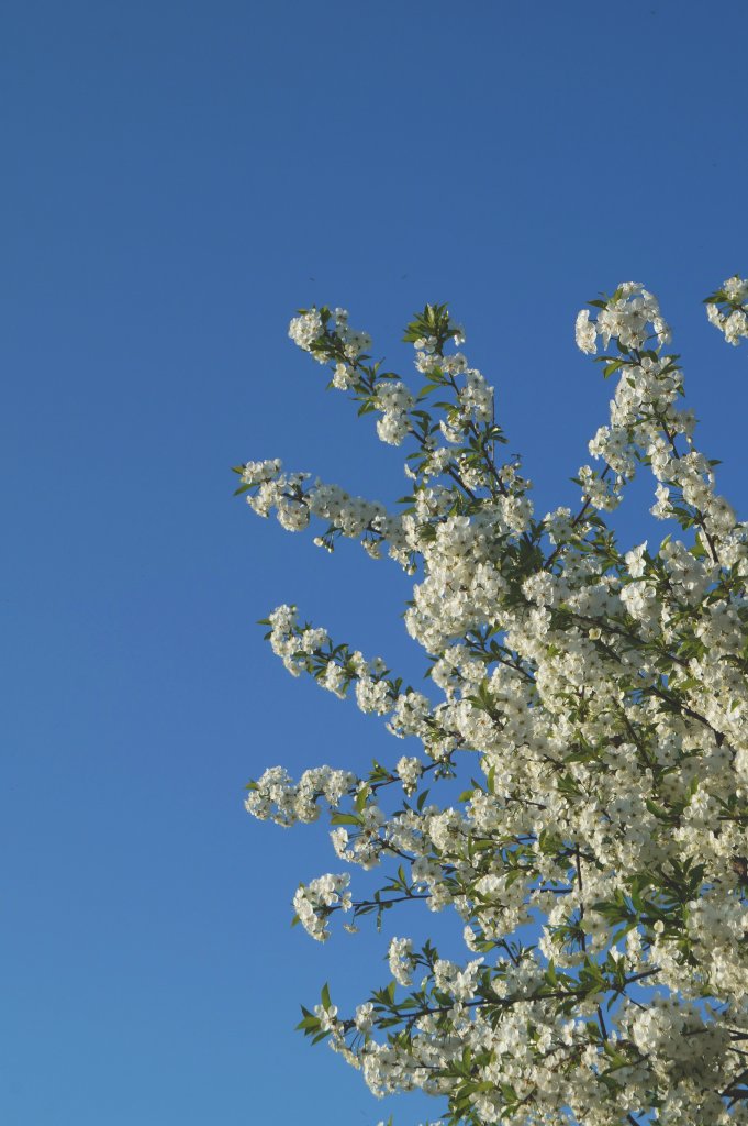 flowers ;c