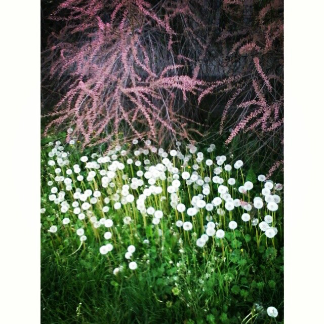 There is no Wonderland Alice