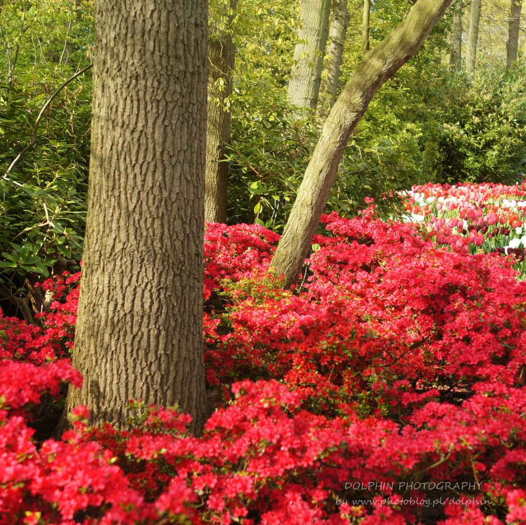 Keukenhof