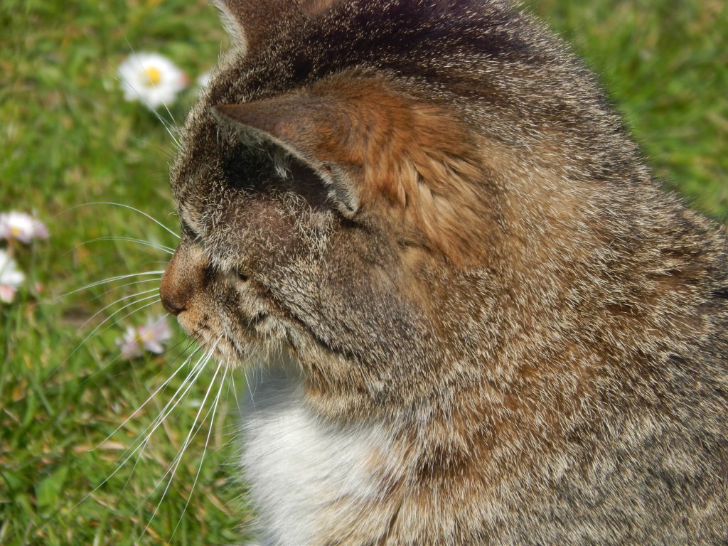 Kote :3