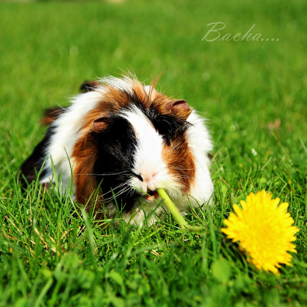 Bachaaa :D