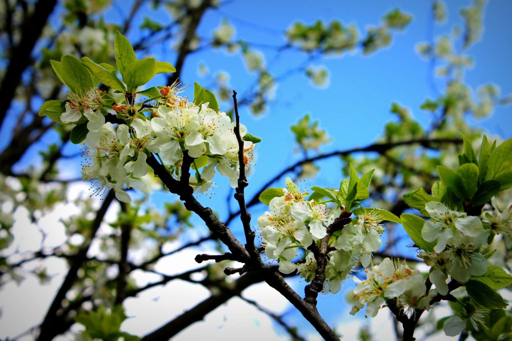 Spring 