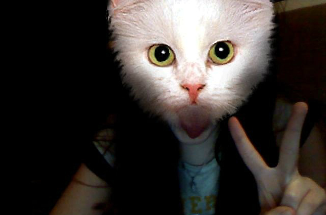 MiauMiau