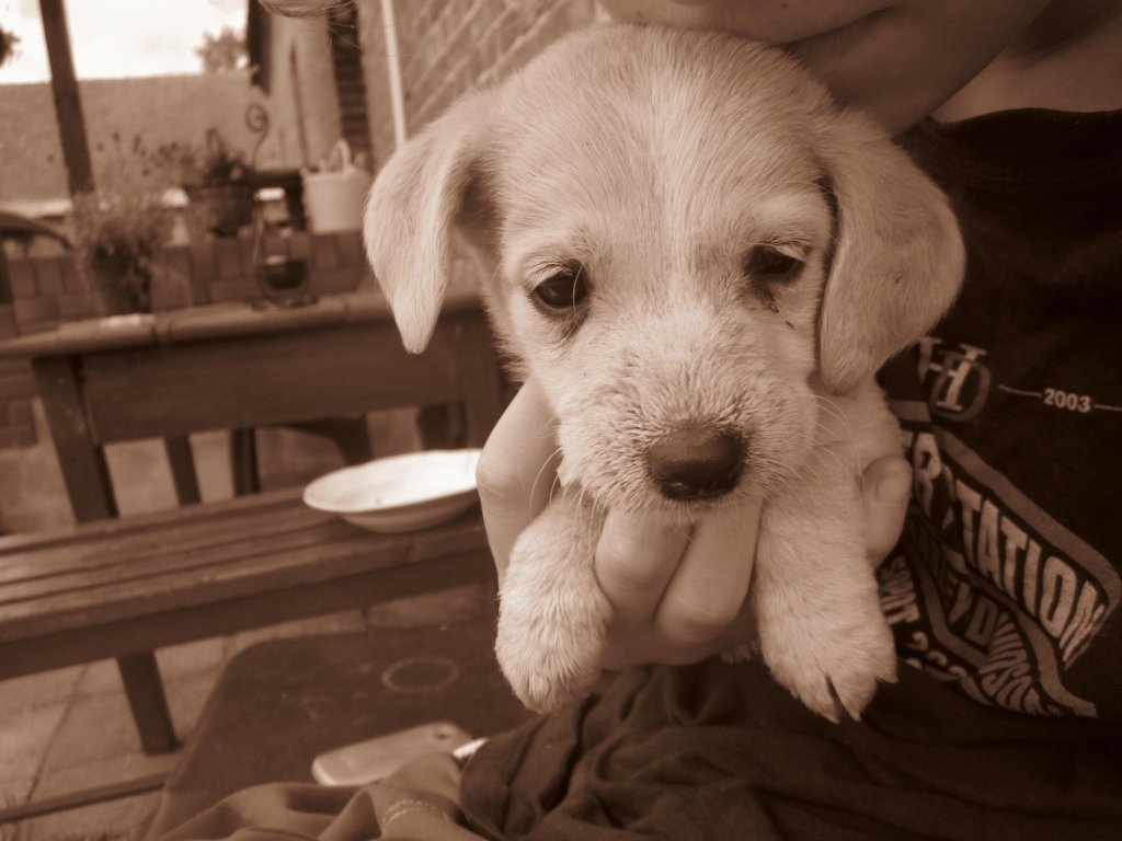 Michu