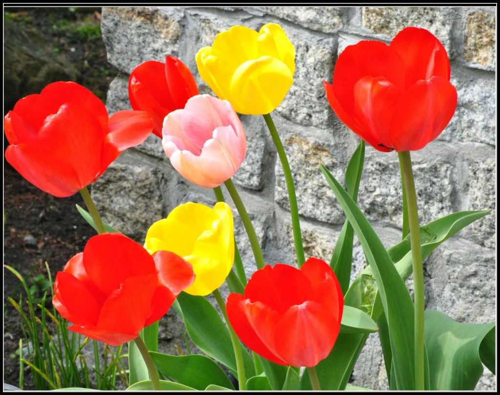 ulubione tulipany