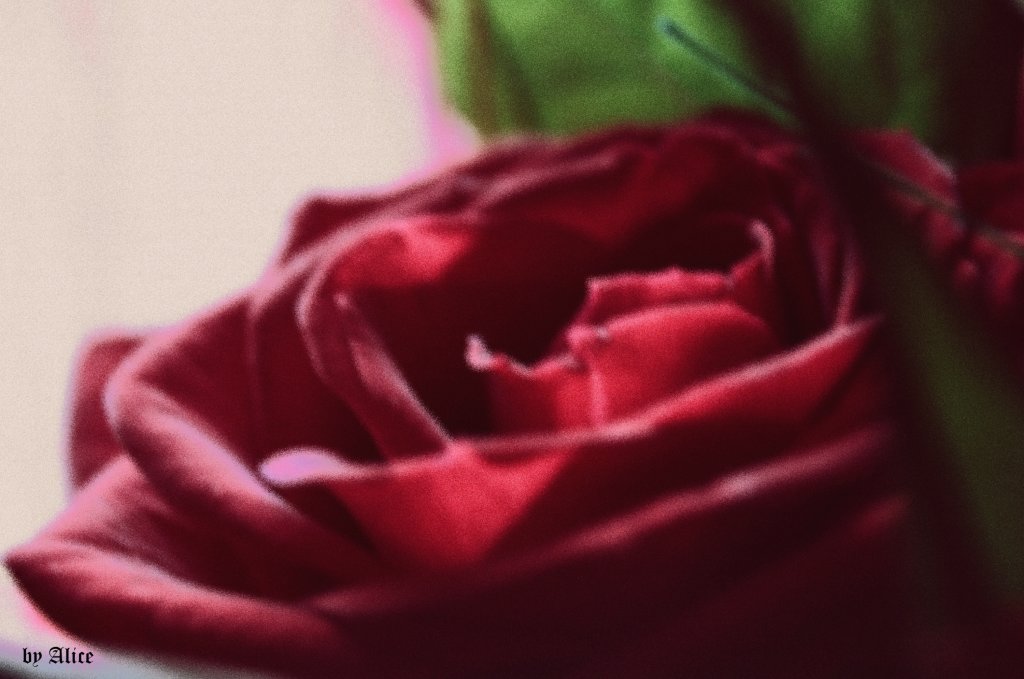 Bad roses