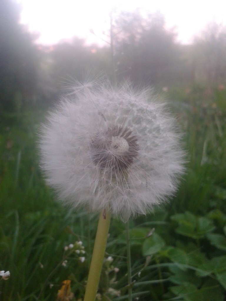 Dandelions...