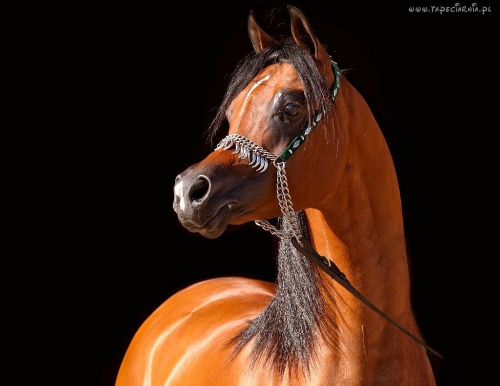 Araby