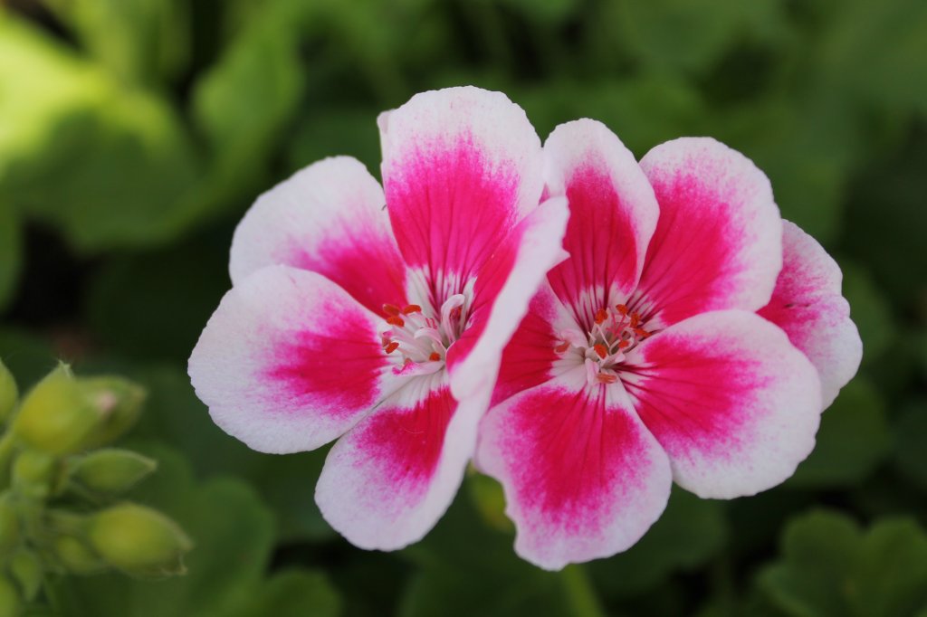 blumen