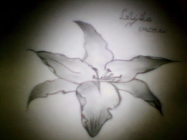 Lilijka 09,05,14r. 