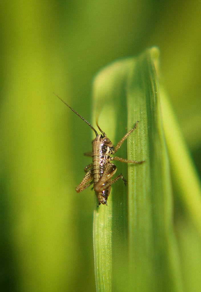 malutki
