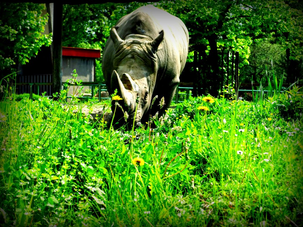 Nosoroec . Zoo