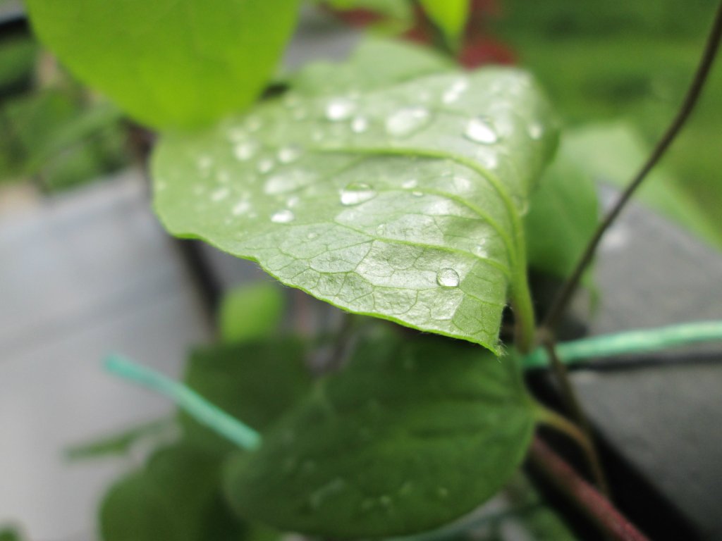 rain 