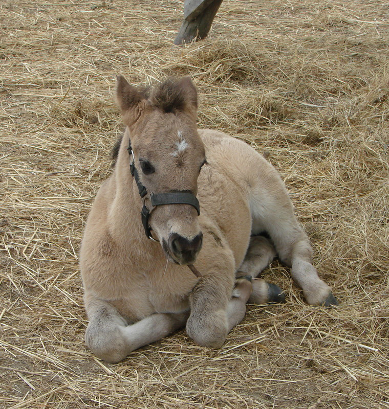 Creczka Hani