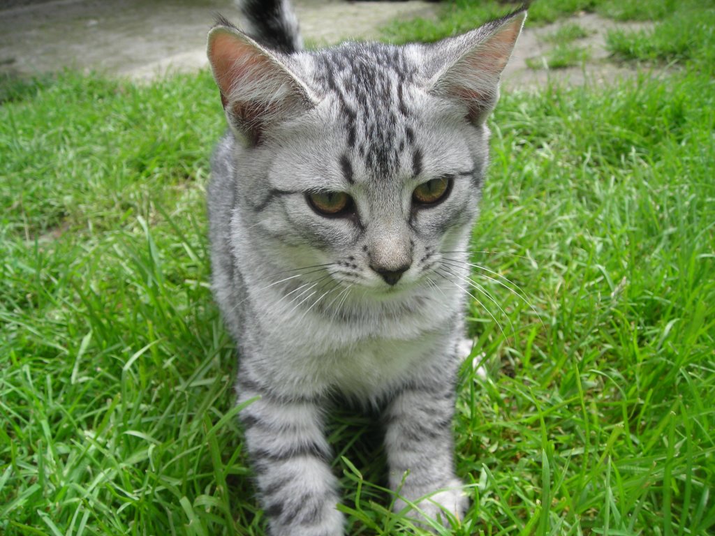 Kiciu