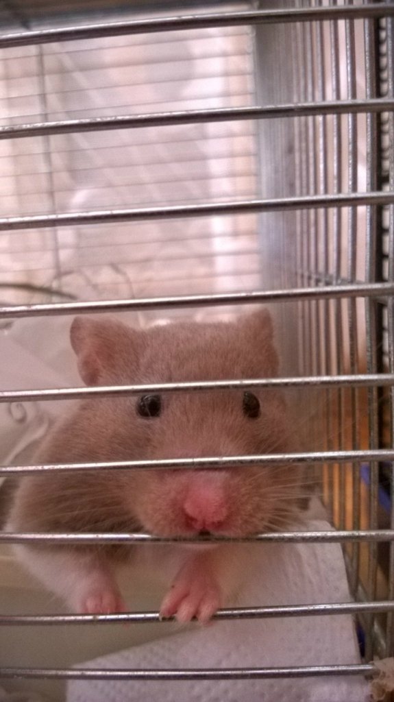 #hamster